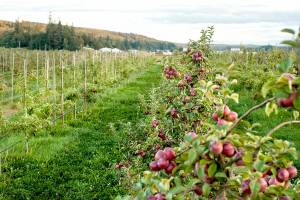 Olympic Peninsula Apple and Cider Festival planned this weekend in Port Townsend