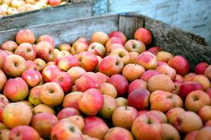 First-time festival celebrates apples, cider
