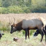Ward Norden                                A smaller bull elk feeds among domestic cattle near the mouth of the Little Quilcene River in Quilcene.