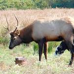 OUTDOORS: Quilcene elk was a rare, if not long-term spectacle