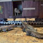 In Pat Furey&rsquo;s train collection, he views them as a 3-D painting where he tries to set an interesting scene that makes you want to look closer. (Matthew Nash/Olympic Peninsula News Group)
