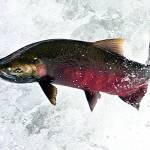 Rain swells rivers as Hoh, South Fork Hoh rivers open for fishing