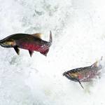 Salmon leap in the Salmon Cascades on the Sol Duc River on Friday. (Jesse Major/Peninsula Daily News)