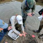 At one point, volunteers and resource managers placed upward of 127 traps for the European green crab. They plan to begin trapping again in April when the crabs are more active. Below, resource manager shows a green crab caught at Graveyard Spit between April and October. (Jason West /U.S. Fish and Wildlife Service)