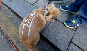 Seattle Seahawks' canine fan "Bella" sports a team logo shorn into her coat. Her owner was attending a noontime "Blue Friday" rally in Seattle for the team last week. (The Associated Press)