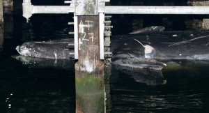 A dead whale floats under a dock at the Colman Dock Washington State Ferry Terminal in Seattle. (The Associated Press)