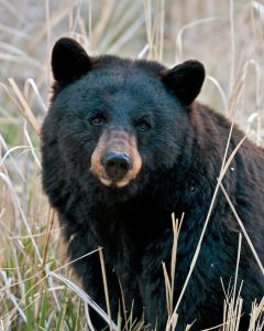 Black bear