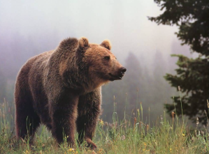 Grizzly bear