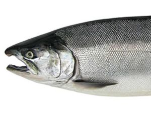 Coho salmon Washington Department of Fish and Wildlife