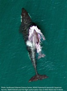 This photo provided by NOAA Fisheries Southwest Fisheries Science Center and Vancouver Aquarium shows aerial photos L91 and her new calf
