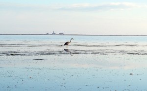 A heron scopes the shoreline for breakfast near the mouth of the Dungeness River with the New Dungeness Light Station in the background in 2013. Two Saturday events will fete the history and wildlife of the Dungeness National Wildlife Refuge. (Peninsula Daily News)