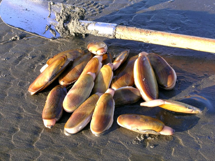 Razor clams ()