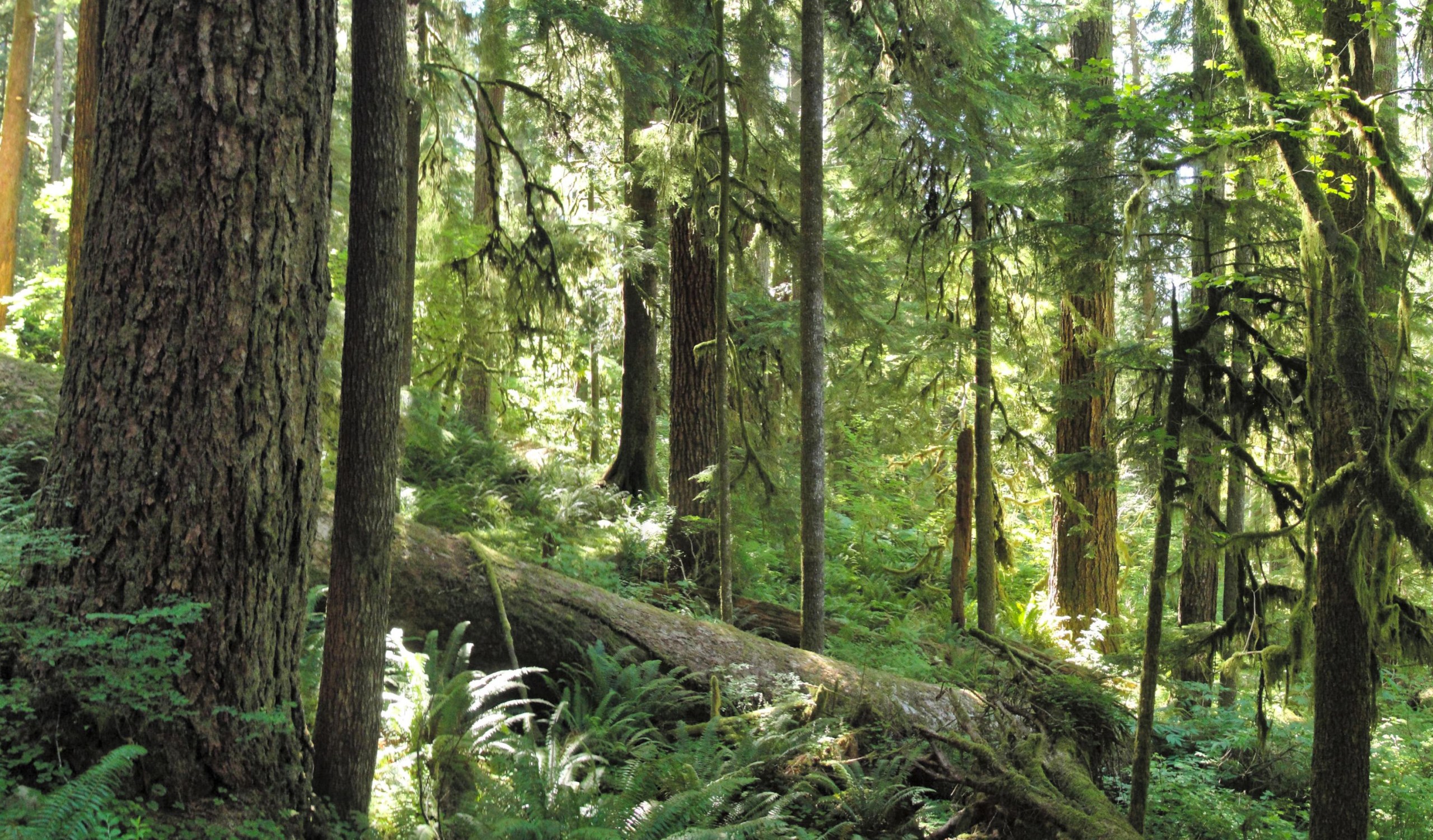 Forest along Three Lakes Trail in Olympic National Park. (Wikimedia Commons)