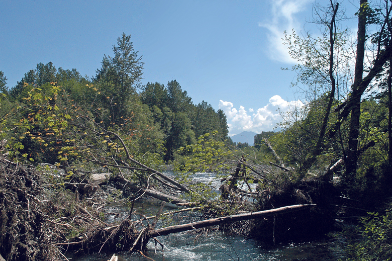 The Dungeness River is expected to dwindle this summer due to drought. The city of Sequim pulls water from the river to provide for residents and is planning on retaining stormwater in the future to supplement its supply from the river during dry spells. (Chris McDaniel/Peninsula Daily News)