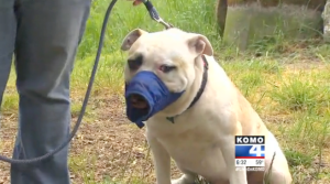 Duke the bulldog at the Olympic Peninsula Humane Society on Tuesday. (KOMO News)