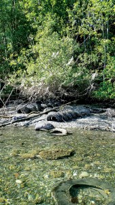 More than 200 tires once placed as shoreline armoring along Sequim Bay will be removed as part of a restoration project spearheaded by the North Olympic Salmon Coalition. (Charles Darland)