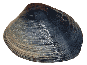 (Washington Department of Fish and Wildlife)