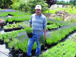 “Growing Lavender” will be presented by Victor's Lavender owner Victor Gonzales at noon Thursday