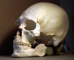A plastic casting of the skull from the bones known as Kennewick Man in Richland. (The Associated Press)