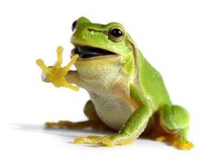 Forks' celebration of Independence Day wraps up today; frog jump this afternoon