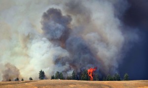 A tree flares up along the southwestern edge of the Blue Creek fire in the Blue Mountains near Walla Walla on Monday. Greg Lehman/Walla Walla Union-Bulletin