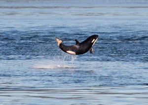 A baby orca leaps out of the waters of Haro Strait between islands in British Columbia and Washington. The Associated Press