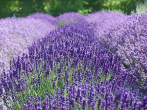 Photo Courtesy of Sequim Lavender Farmers Association