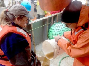 NOAA researchers pour a sample of sea water containing toxic algae into a jar aboard a research vessel off the Washington coast. The Associated Press