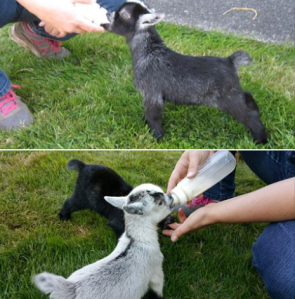 Baby pygmy goats.  You can see them at the Clallam County Fair this weekend. Clallam County Fair