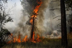 A tree is engulfed in flames during a controlled burn near a fire line outside of Okanogan on Saturday