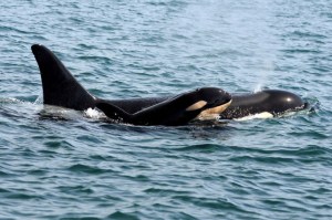 This photo provided by the Center for Whale Research taken under National Marine Fisheries Service research permit No. 15569 shows a killer whale calf off British Columbia's coast. The Washington state-based Center for Whale Research said the baby dubbed L122 was spotted with its mother Sunday and is the newest member of the pod since last December. David Ellifrit/Center for Whale Research No. 15569