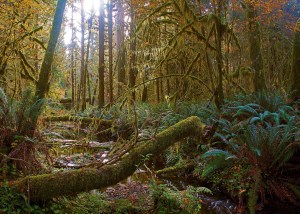 Nancy Cherry Eifert's views of the Hoh Rainforest will grace Gallery Nine