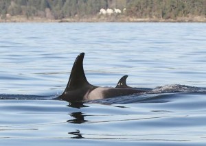 A newborn orca swims with its mother just across the border in Canadian waters on Tuesday. Photo by Valerie Shore/Eagle Wing Tours ()