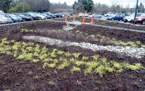 A newly built rain garden to collect and absorb stormwater runoff sits in the middle of the parking lot of the Clallam County Courthouse in Port Angeles.  Keith Thorpe/Peninsula Daily News ()