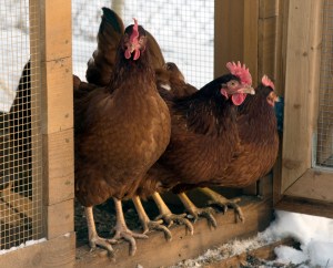 A group of Rhode Island reds huddle in the Parrish family's chicken coup at their home in the Wandermere area of Spokane on Sunday. (The Associated Press)