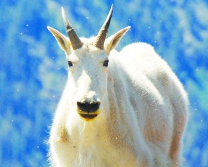 Olympic National Park received about 100 comments on its upcoming preparation of an environmental impact statement for a mountain goat management plan. ()
