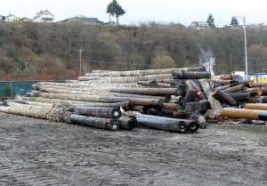 Wooden piles that were removed from Terminal 1 are stockpiled at the log surge yard next to Westport yachts in Port Angeles.  David G. Sellars/for Peninsula Daily News ()