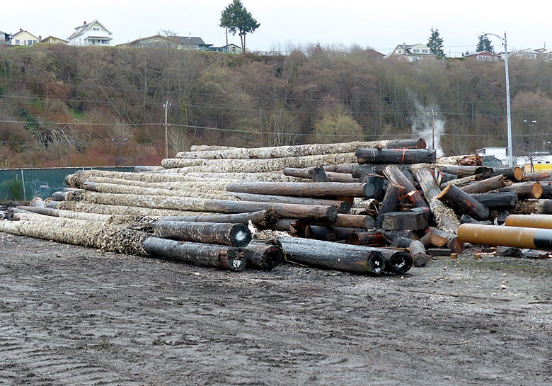 Wooden piles that were removed from Terminal 1 are stockpiled at the log surge yard next to Westport yachts in Port Angeles.  David G. Sellars/for Peninsula Daily News ()