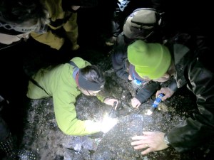Volunteers for the Port Townsend Marine Science Center search for sea stars in the dark during low tide as part of a marine life survey on Indian Island. (Port Townsend Marine Science Center)