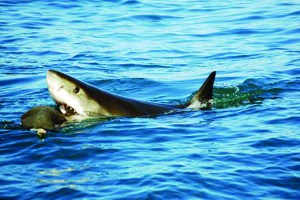 A great white shark investigates a fake seal decoy used by University of California