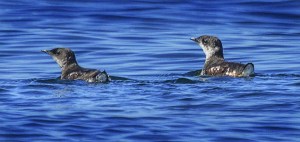 Two marbled murrelets swim off Lopez Island near Seattle. A federal appeals court has rejected a timber industry lawsuit seeking to strip Endangered Species Act protection from the threatened seabird that nests in old-growth forests. — The Associated Press ()