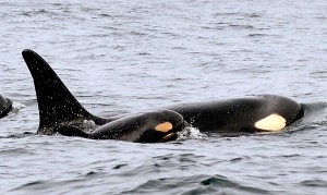 A new baby orca swims alongside an adult whale