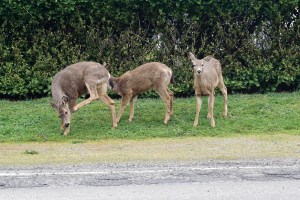 Three members of a deer family break for lunch Wednesday. An ad-hoc community group will conduct a deer census April 2.  Charlie Bermant/Peninsula Daily News ()