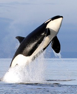 a female orca from the J pod leaps from the water in Puget Sound west of Seattle in 2014 as a federal research vessel tracks a group of orcas. (The Associated Press)