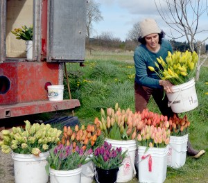 Red Dog Farm owner Karyn Williams prepares tulips to be sold at Saturdays opening day of the Port Townsend Farmers Market.  Photo by Charlie Bermant/Peninsula Daily News ()