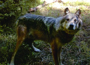 An adult gray wolf caught by a remote camera is shown in Okanogan Countys Methow Valley in 2008.  The Associated Press ()