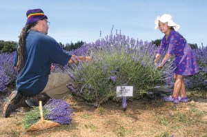 Christian Bolanos of Corona