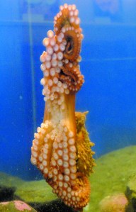 Oceanna the giant Pacific octopus clings to the side of her tank at the Feiro Marine Life Center at Port Angeles City Pier.  Keith Thorpe/Peninsula Daily News ()