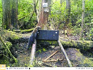 A granddaughter of one of the original fishers released into Olympic National Park looks over a hair snare near Lake Ozette last fall. DNA from her fur identified her and a camera trained on the trap snapped her photo.  Olympic National Park ()