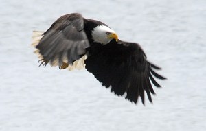 A bald eagle soars over the waters of the Strait of Juan de Fuca in 2013. (Keith Thorpe/Peninsula Daily News)